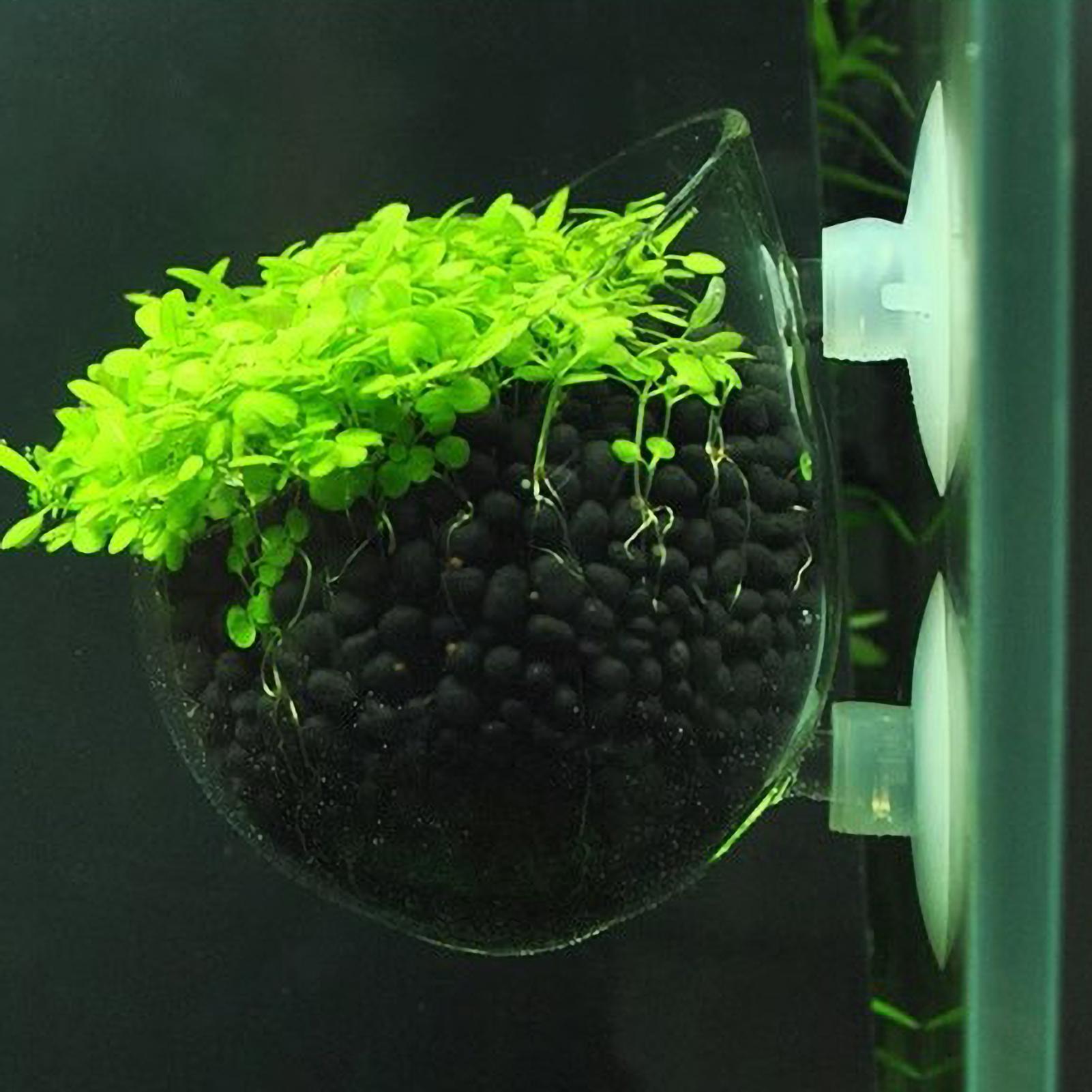 Planted Aquarium Materials - Aquarium-Pflanzenhalter Glas-Wasserpflanzentopf mit Saugnäpfen Lebende Pflanzen