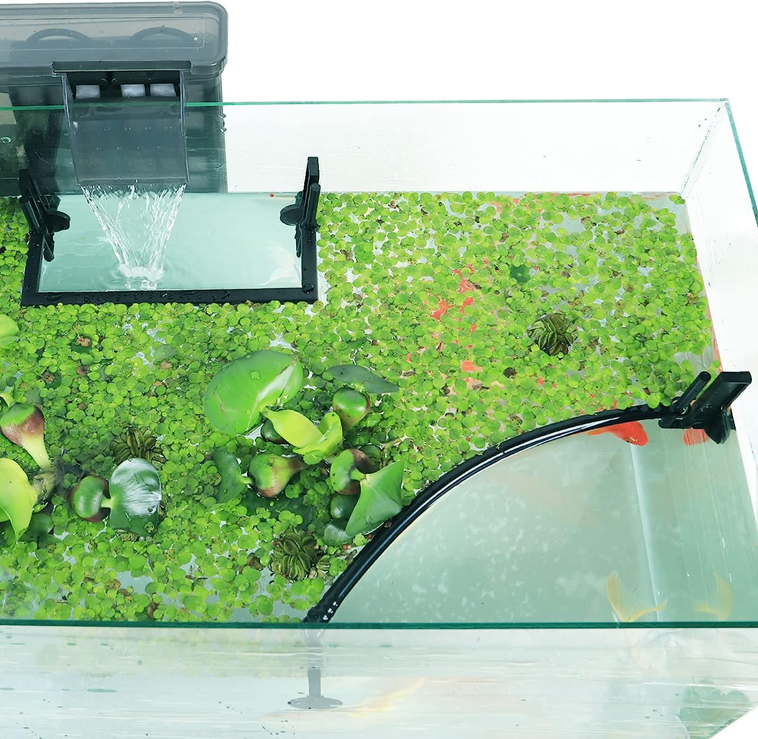 Aquarium-Schwimmpflanze Corral – Planted Aquarium Heater Bewertung und Preis