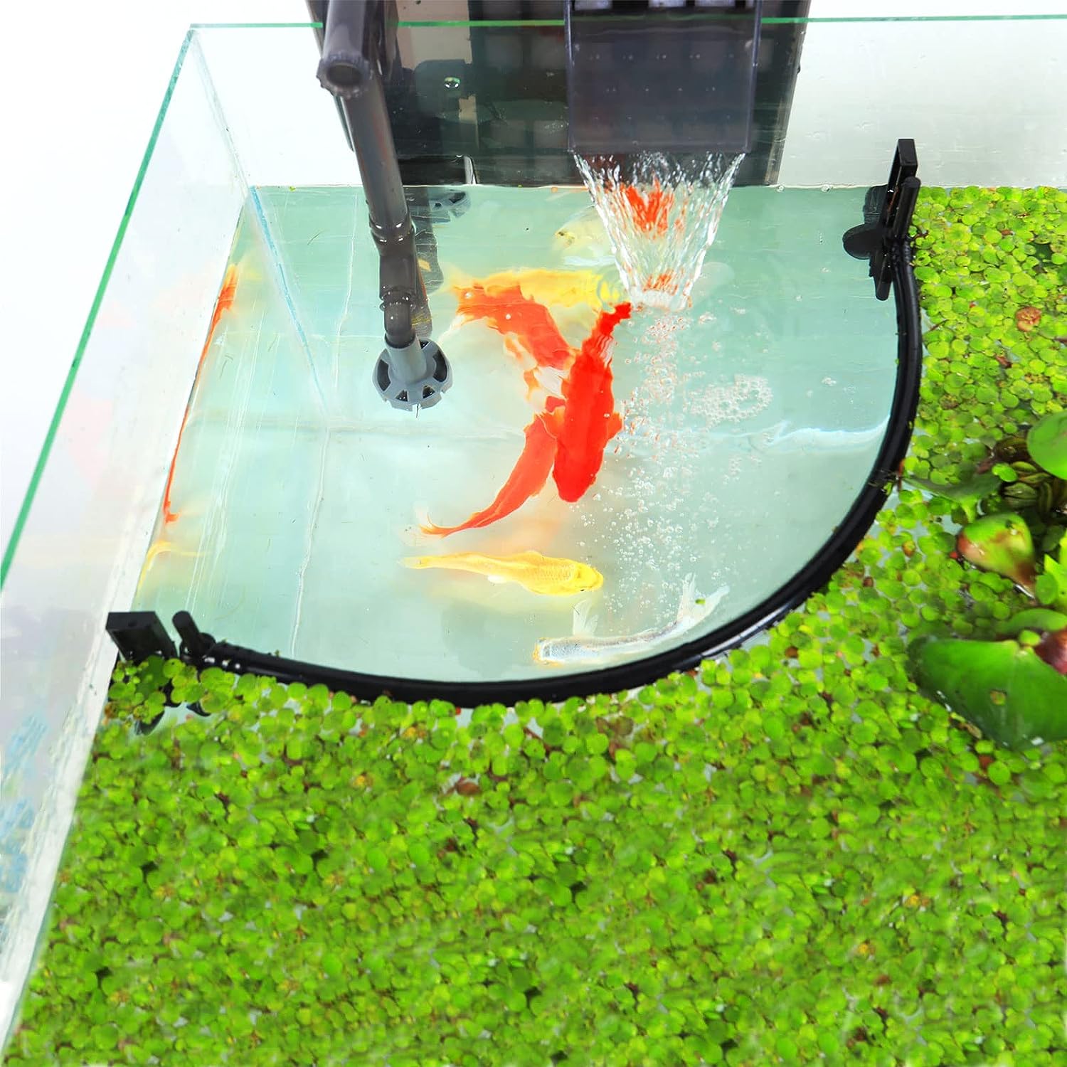 Aquarium-Schwimmpflanze Corral – Planted Aquarium Heater Bewertung und Preis