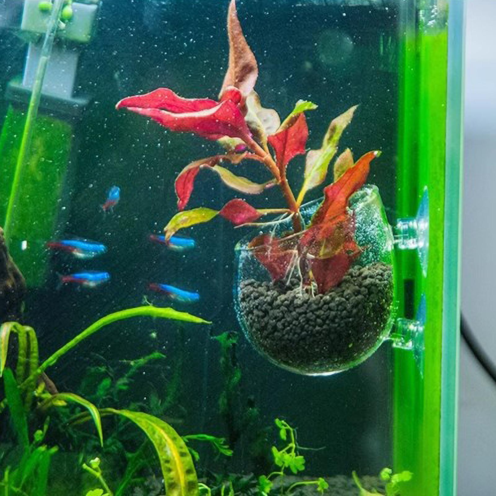 Aquarium-Pflanzenhalter Glas-W – Planted Aquarium Materials Bewertung und Preis