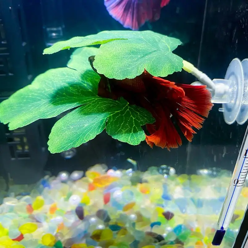 Betta Fischblatt-Hängematte fü – Planted Aquarium For Betta Bewertung und Preis