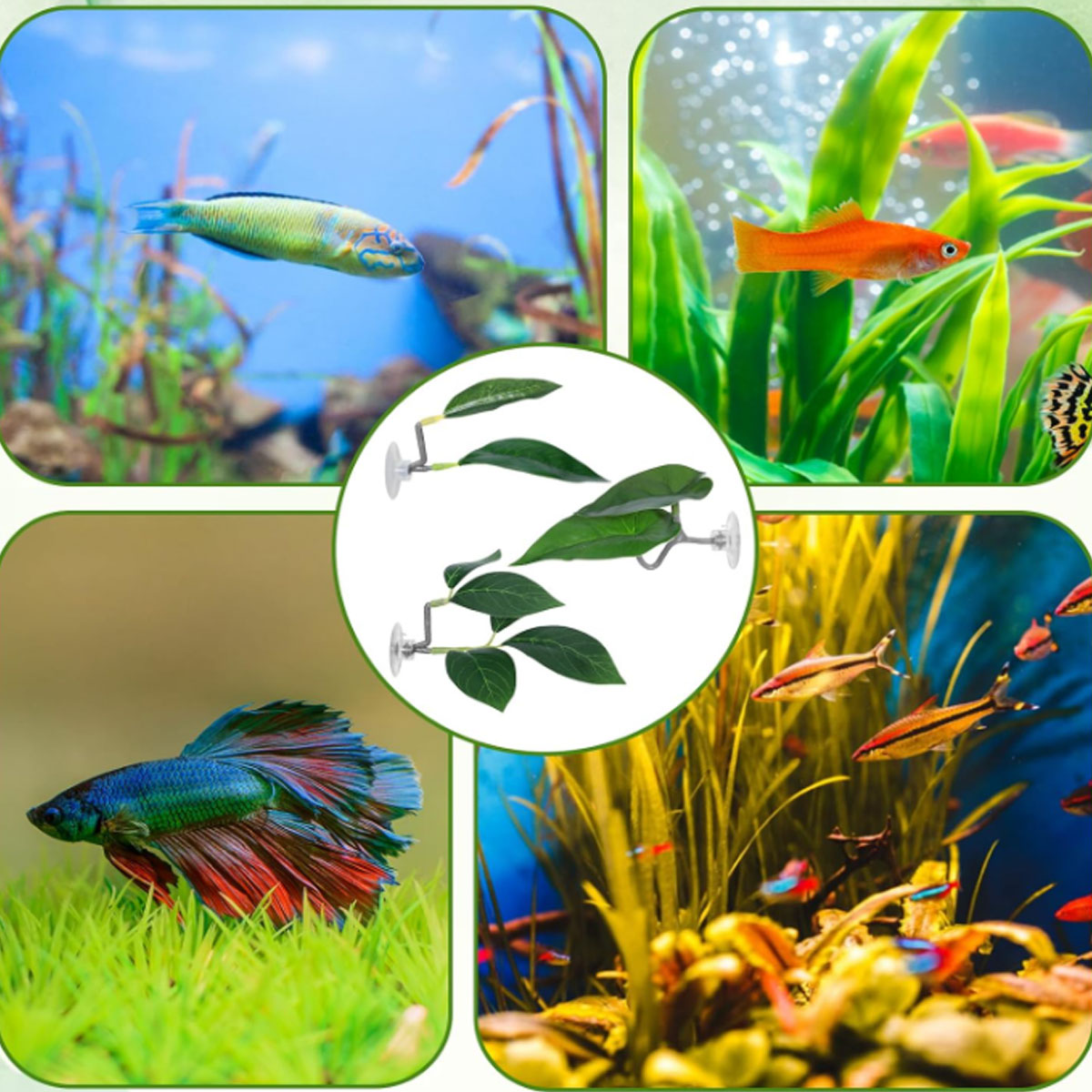 1 Stück Betta-Fisch-Hängematte – Planted Aquarium For Betta Bewertung und Preis