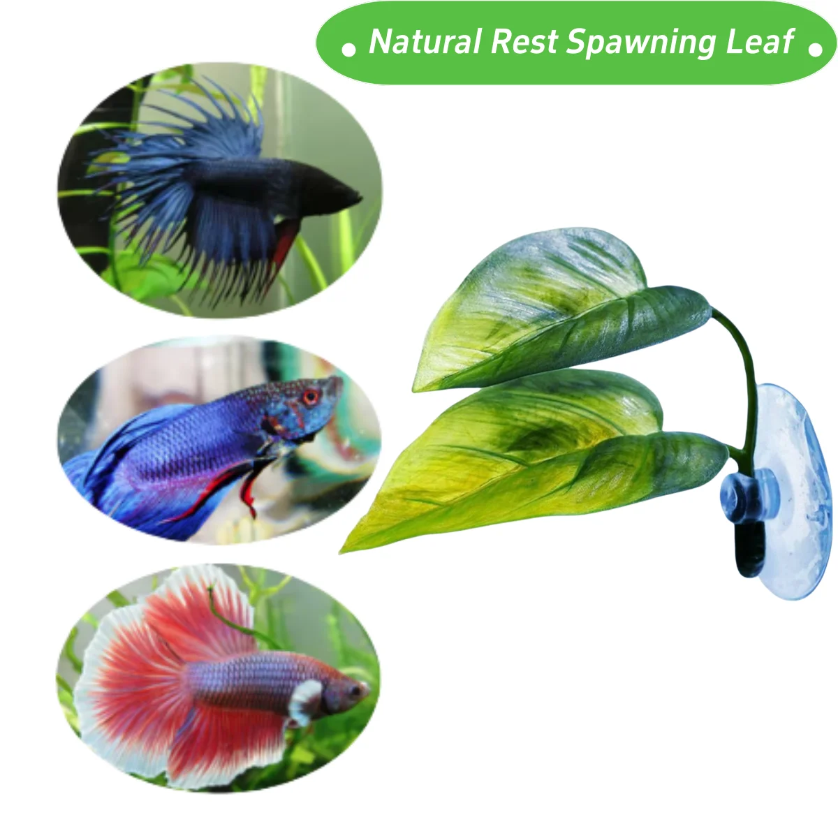 Haustiere Aquarium Dekor Betta – Planted Aquarium For Betta Bewertung und Preis