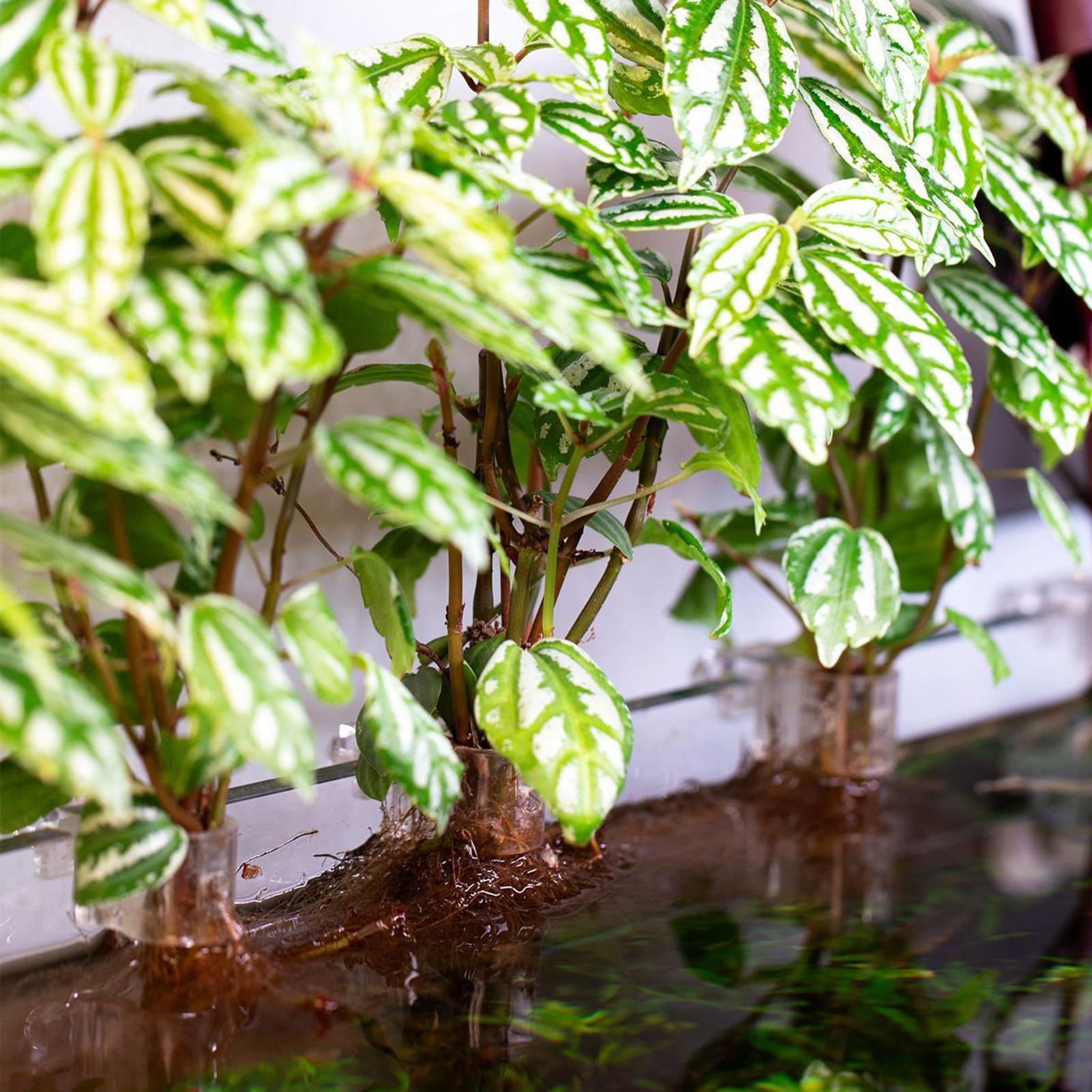 6 Stück Aquarium-Pflanzenhalte – Planted Aquarium Materials Bewertung und Preis