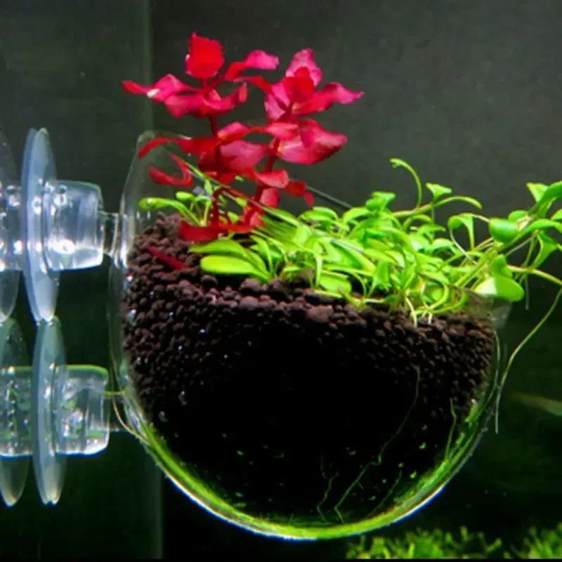 Transparenter Aquarien-Blument – Aquarium Plant Red Bewertung und Preis