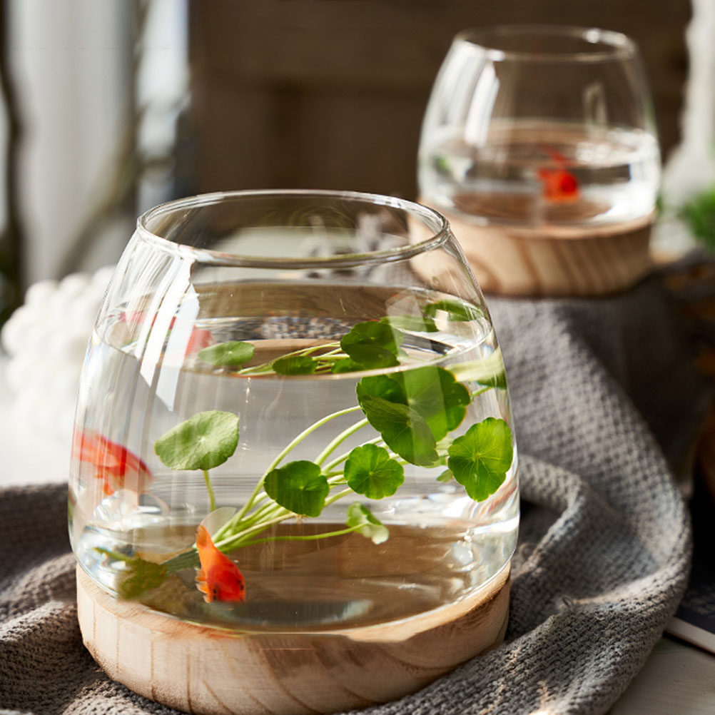1 Set, durchsichtiges Glas-Ter – Planted Aquarium For Betta Bewertung und Preis